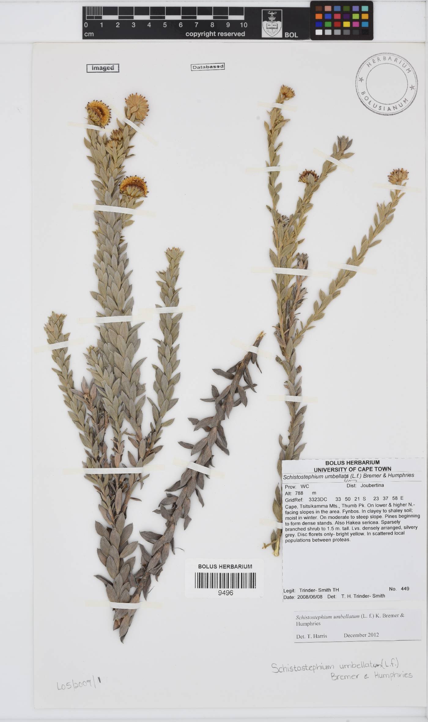 Schistostephium umbellatum image
