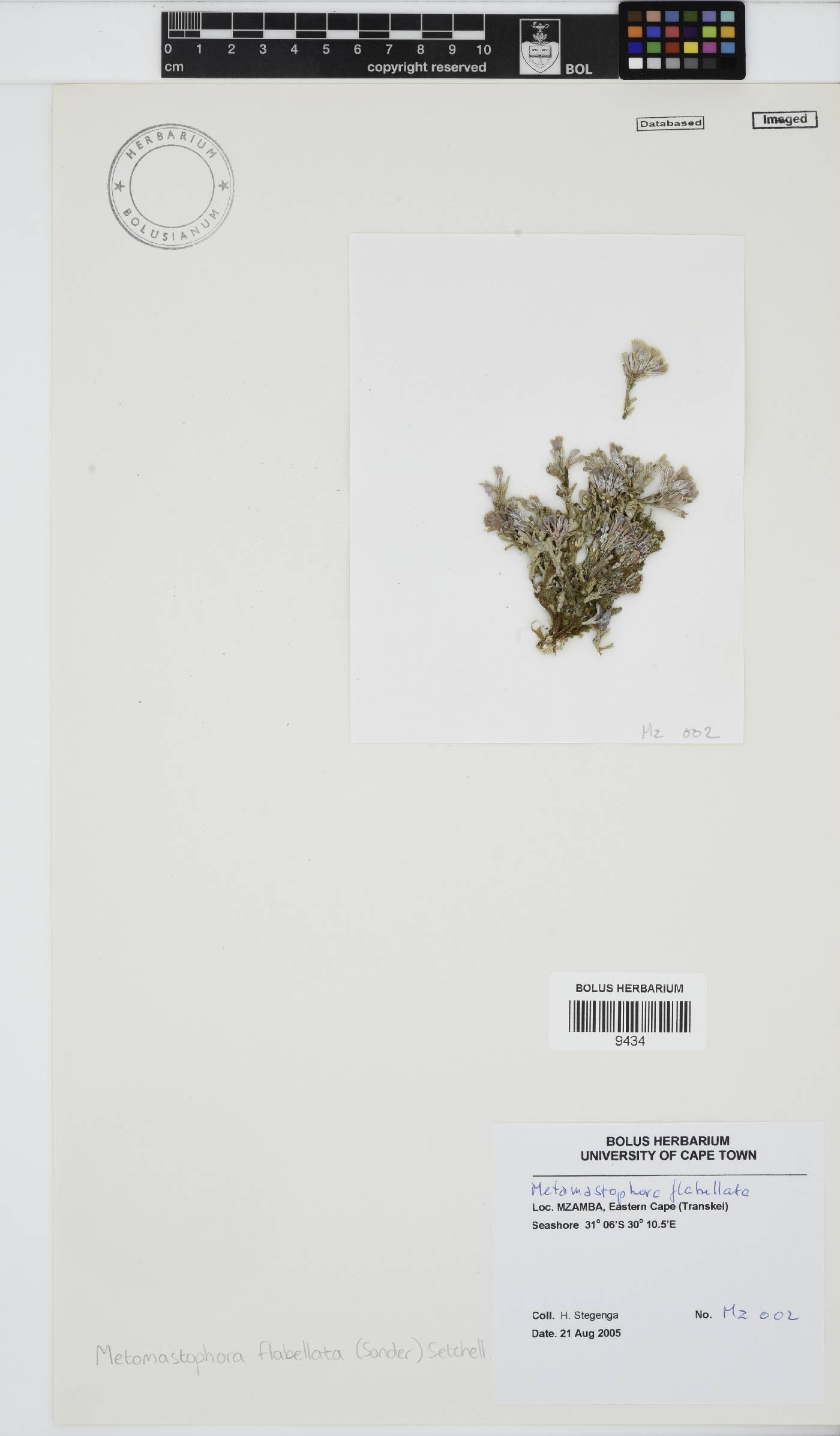 Mastophoraceae image