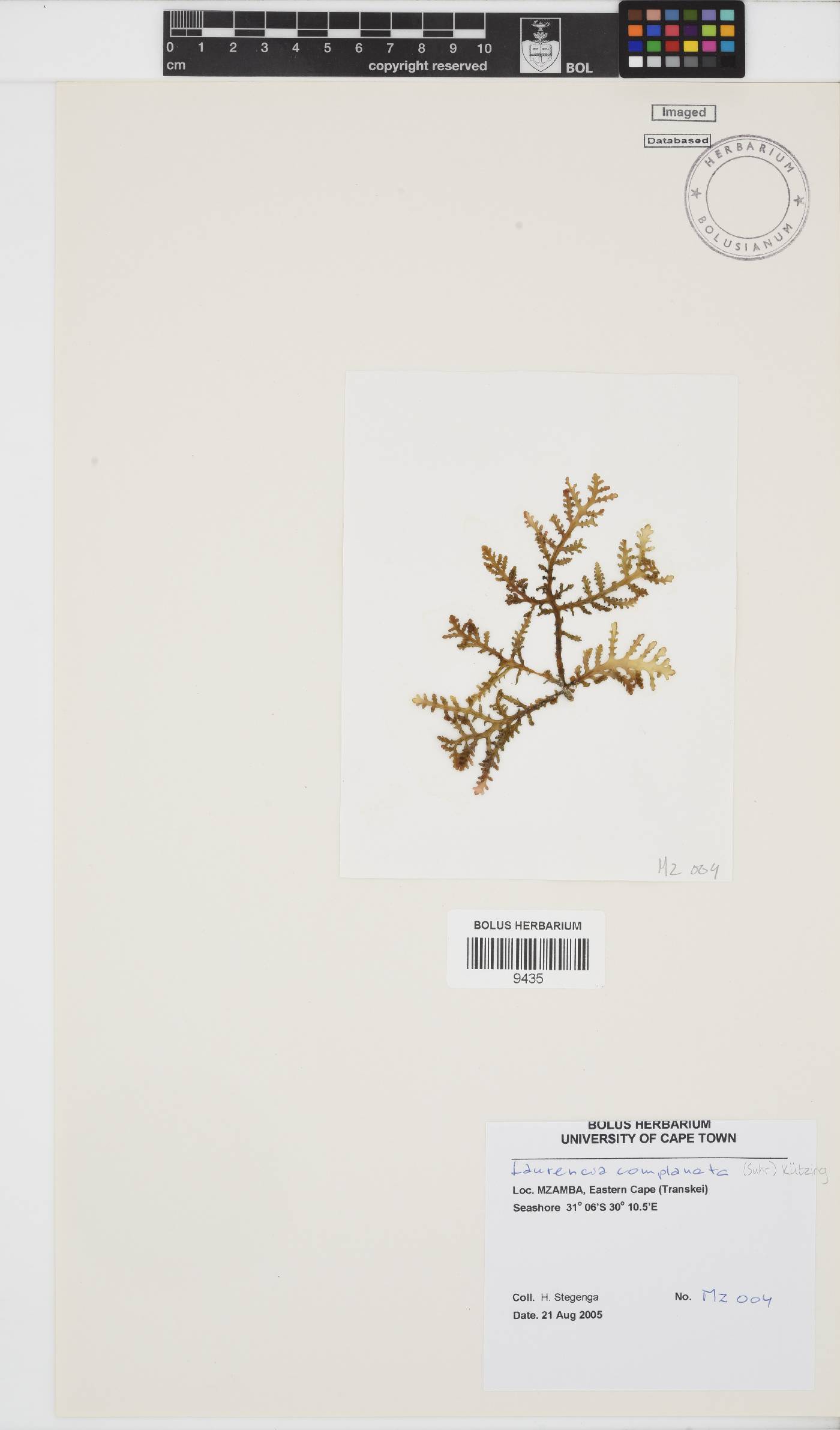 Laurencia image
