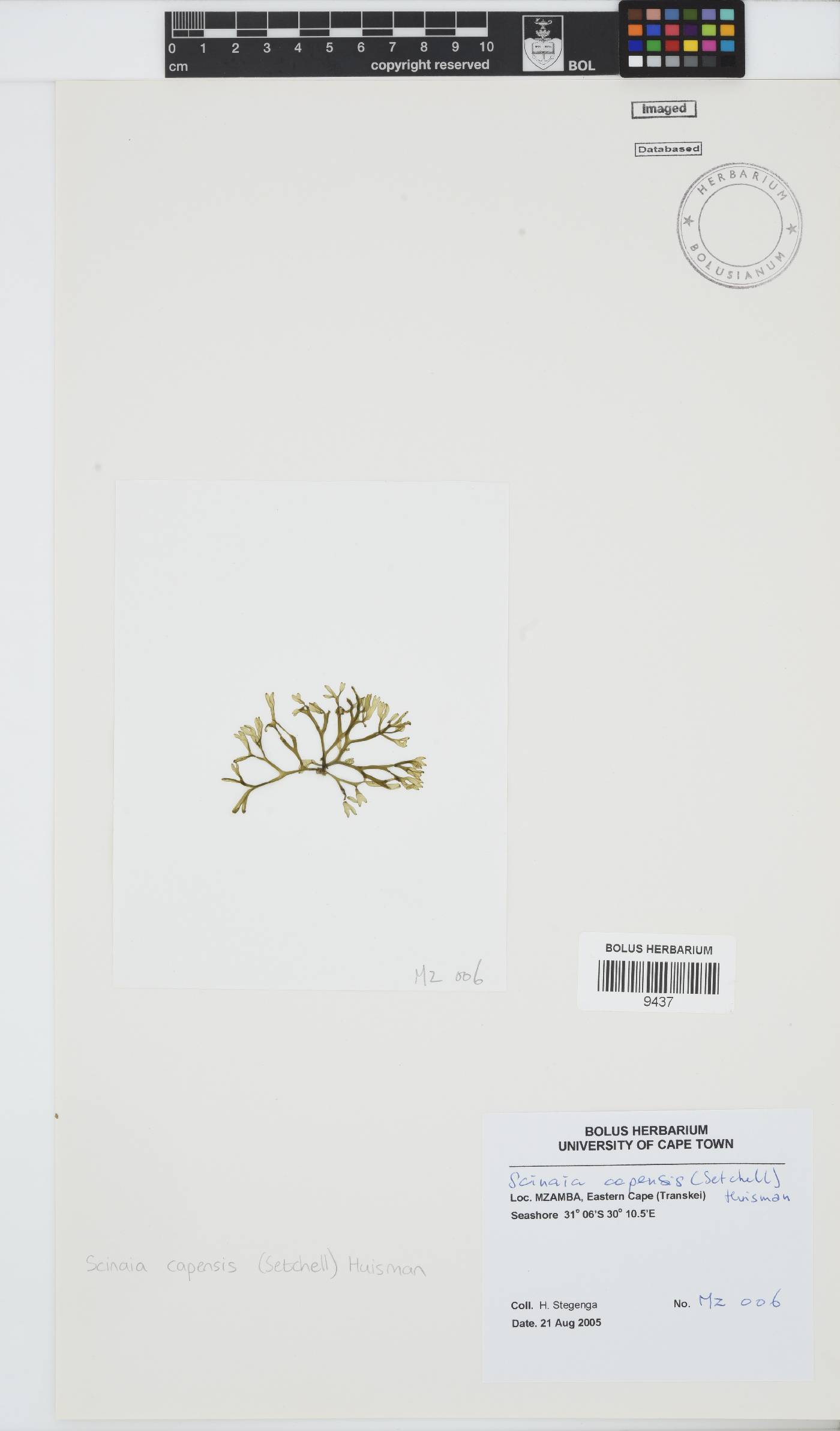 Scinaia capensis image