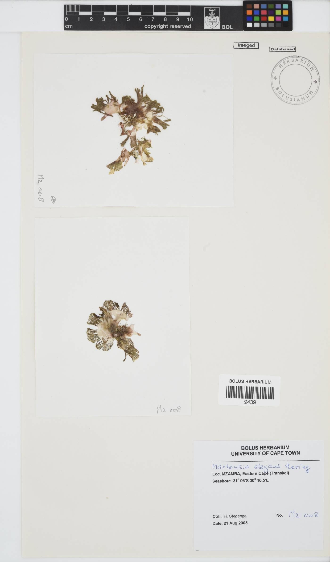 Martensia image