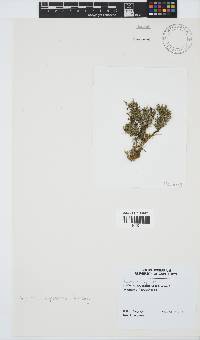 Image of Spyridia cupressina