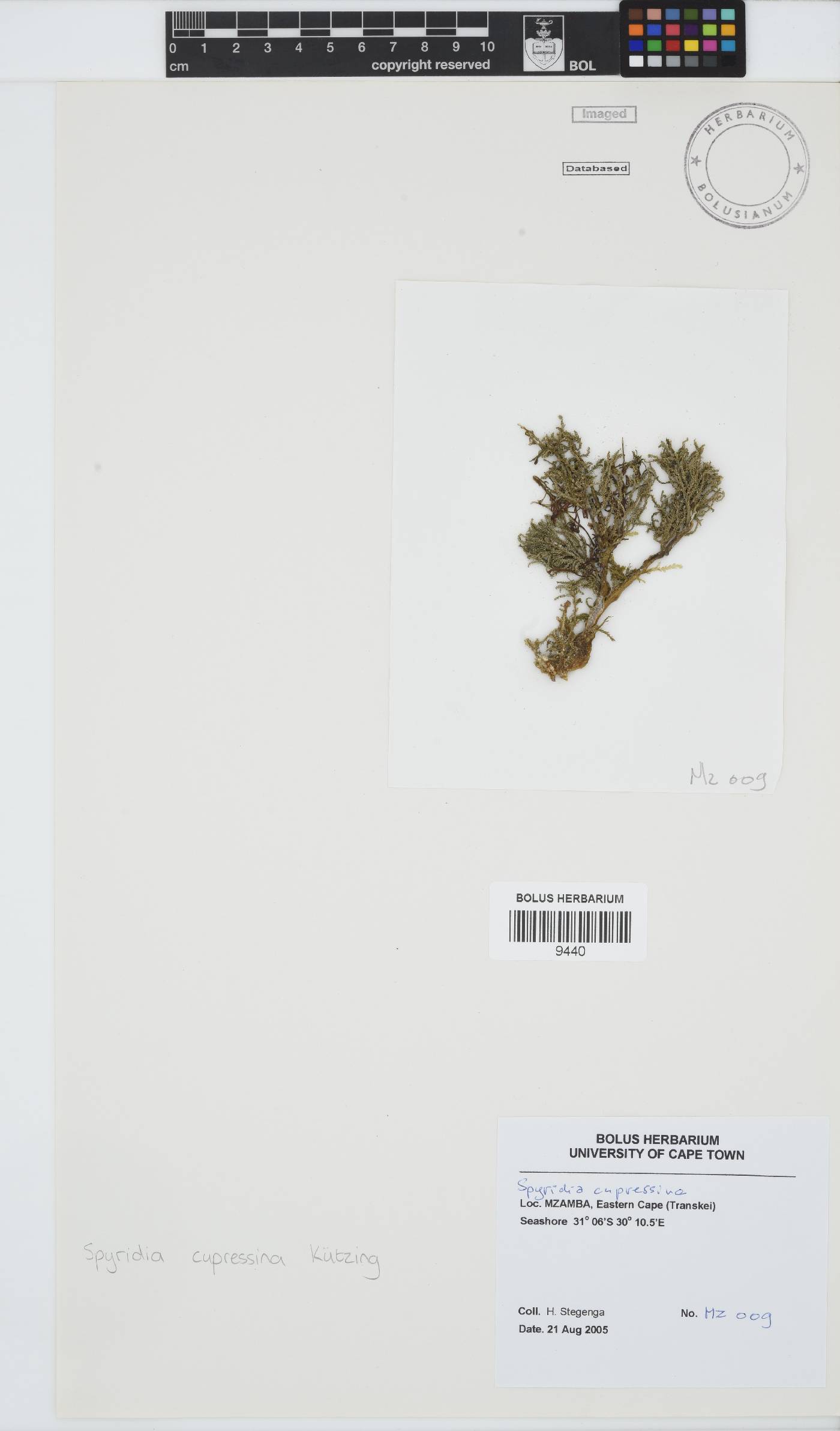 Spyridia cupressina image