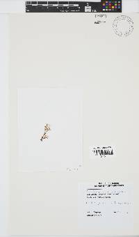 Image of Bartoniella crenata