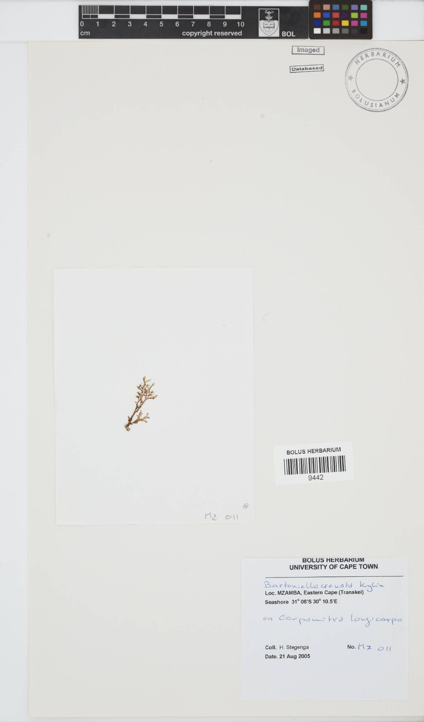 Bartoniella image