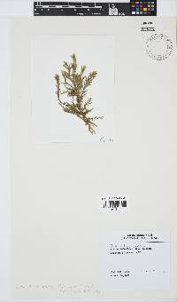 Image of Inkyuleea beckeri