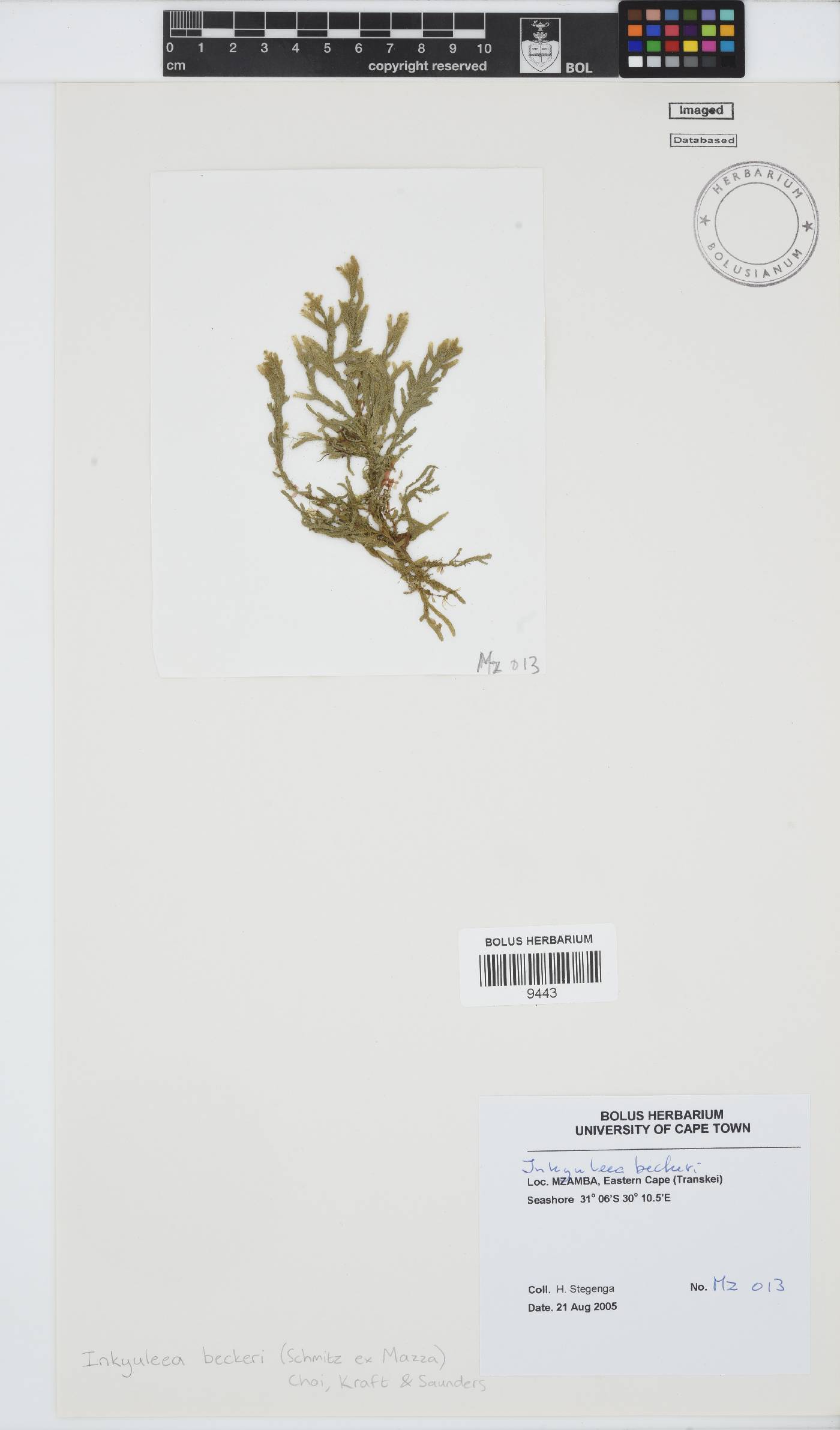 Inkyuleea beckeri image
