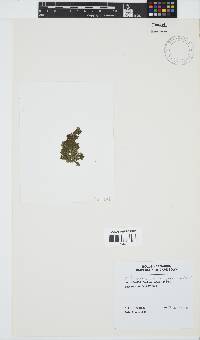 Image of Callithamnion stuposum
