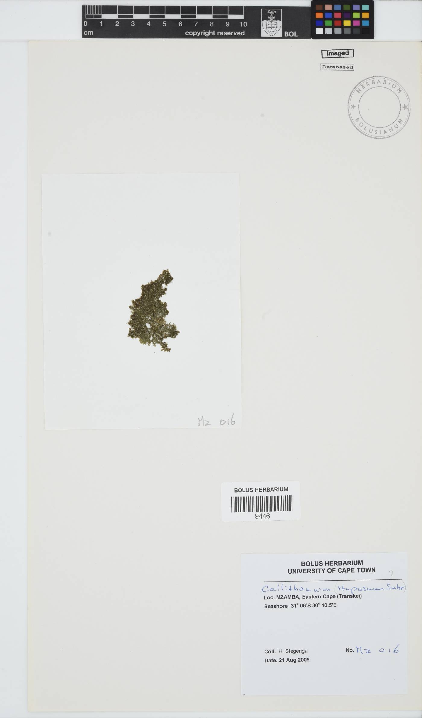 Callithamnion image
