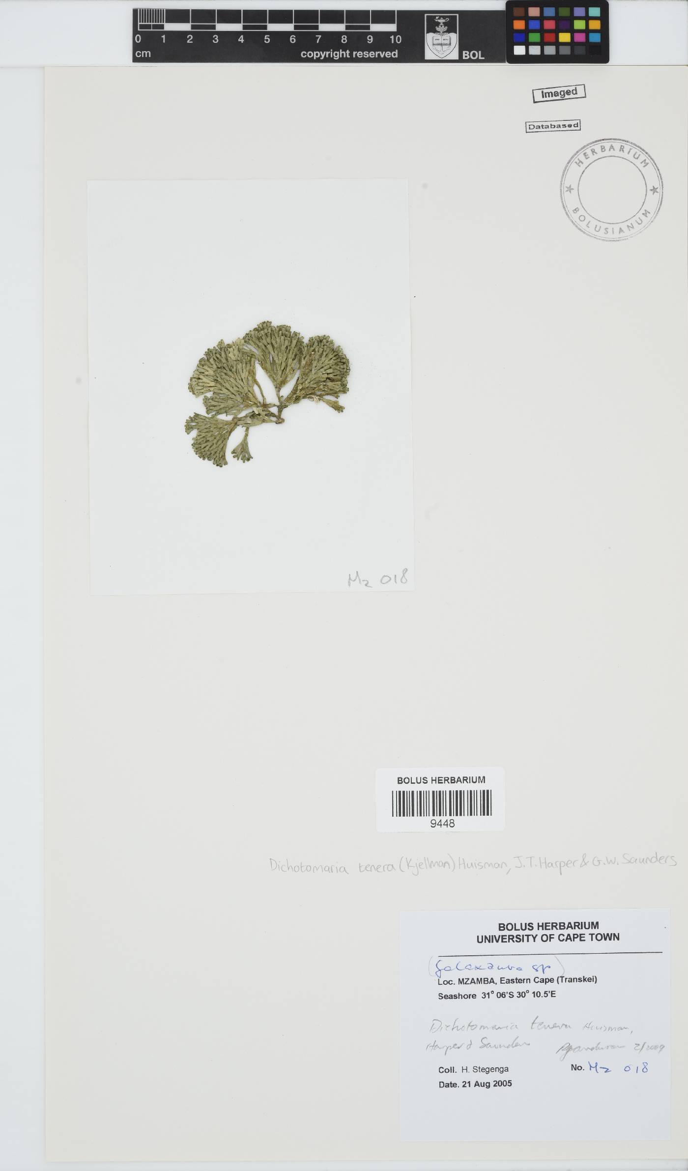 Dichotomaria tenera image