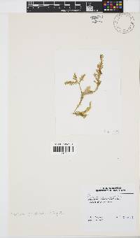 Image of Ptilophora pinnatifida