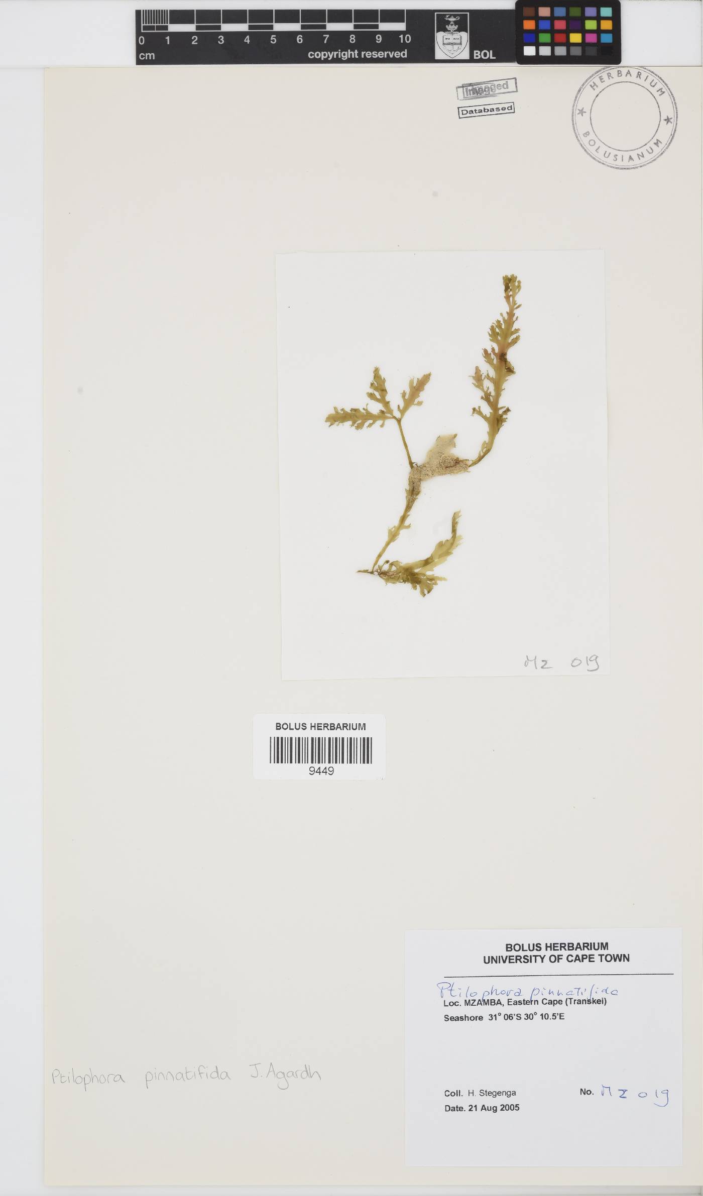 Ptilophora pinnatifida image
