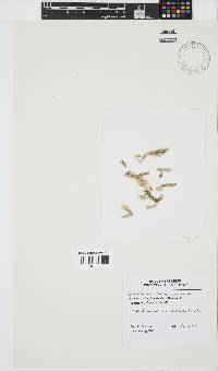 Image of Ceramium poeppigianum