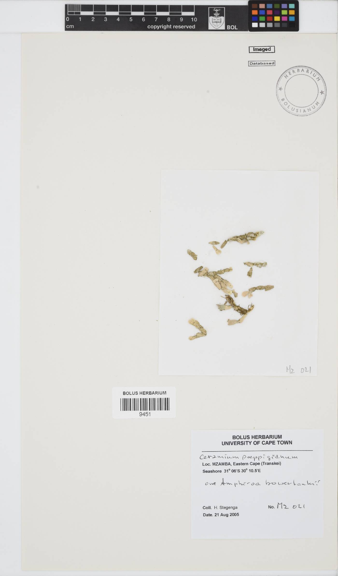 Ceramium poeppigianum image