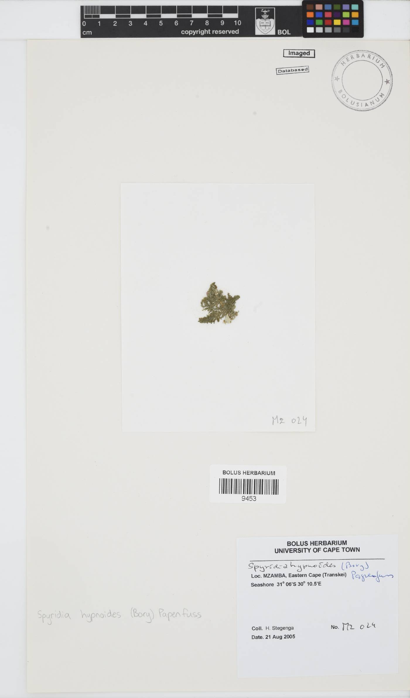 Spyridia hypnoides image