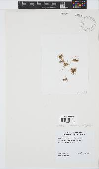 Image of Acrosorium ciliolatum