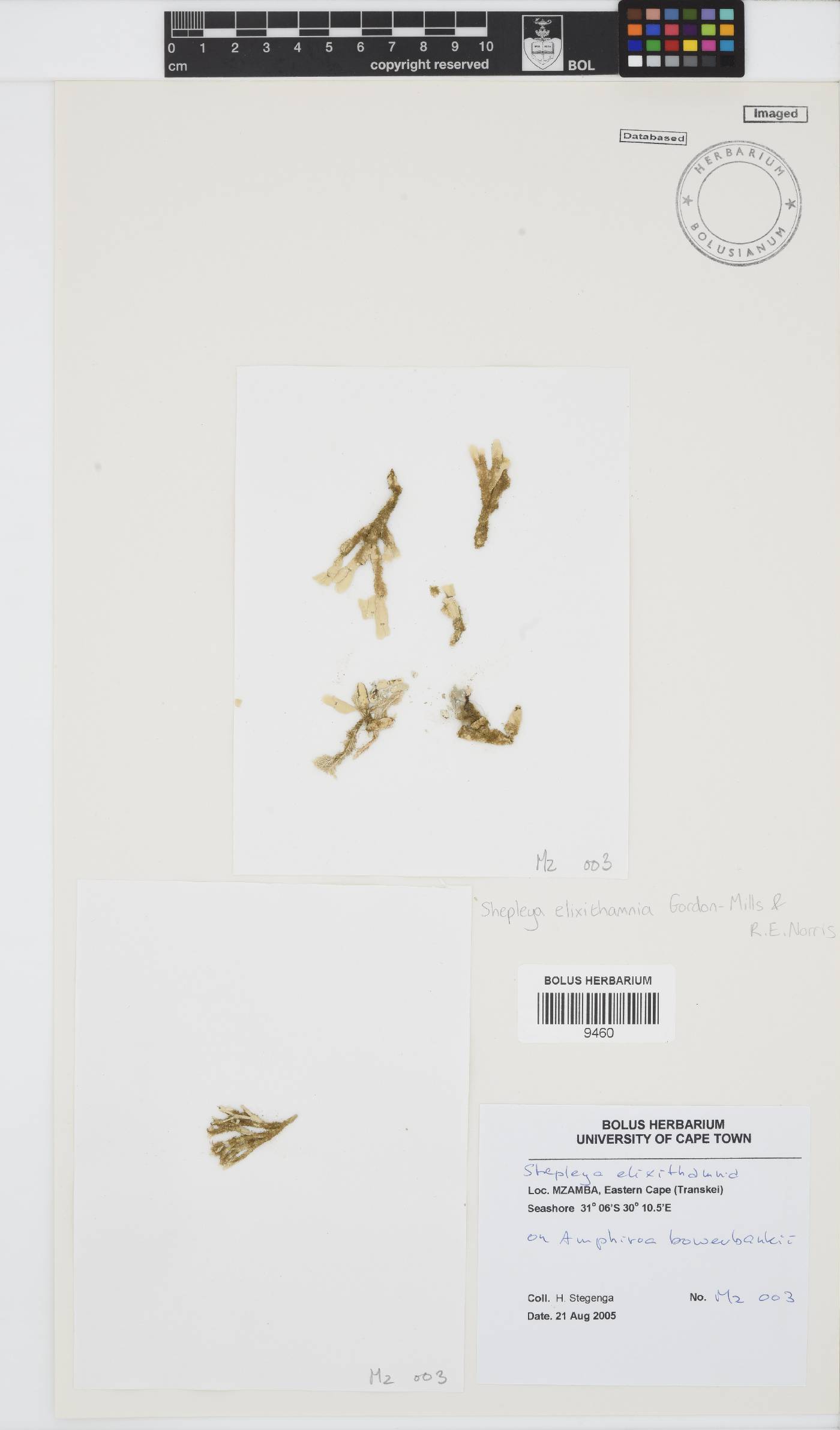 Shepleya elixithamnia image