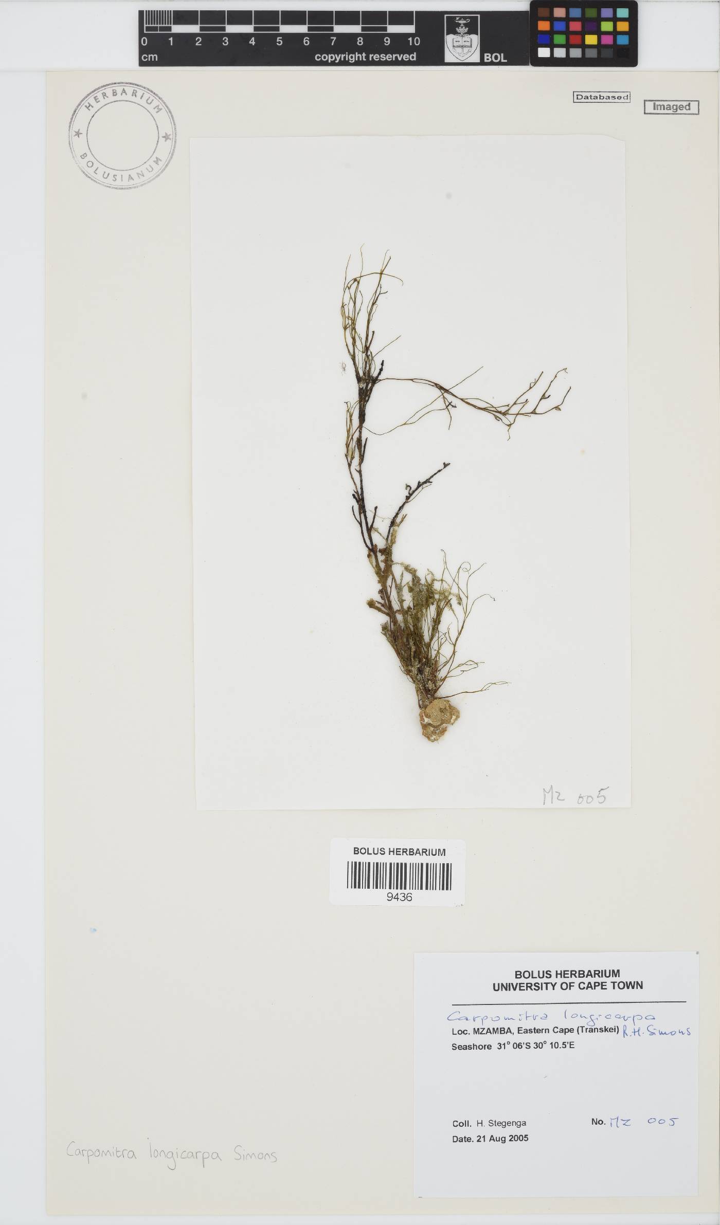 Carpomitra image