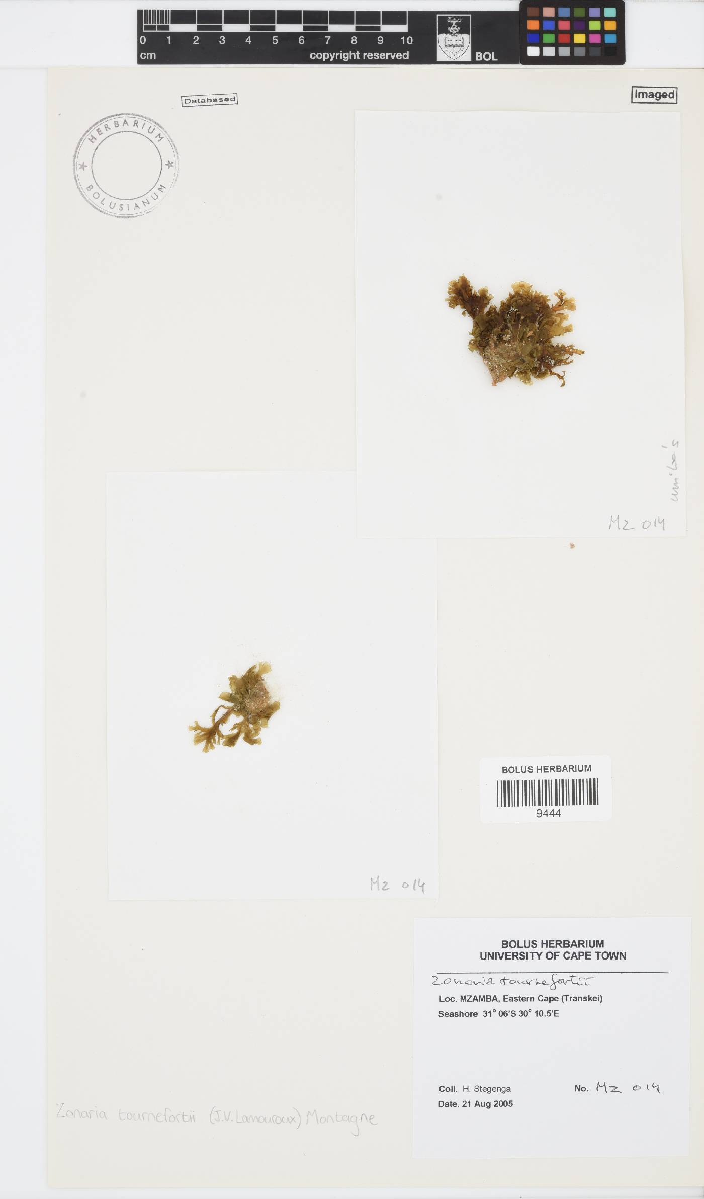 Zonaria image