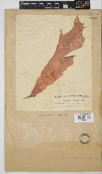 Pugetia porphyroidea image