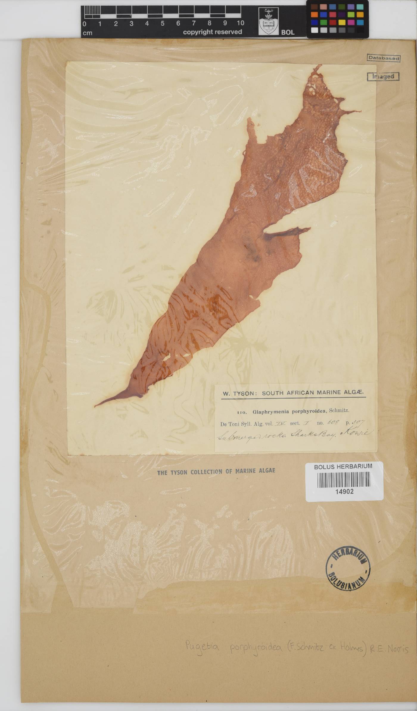 Pugetia porphyroidea image