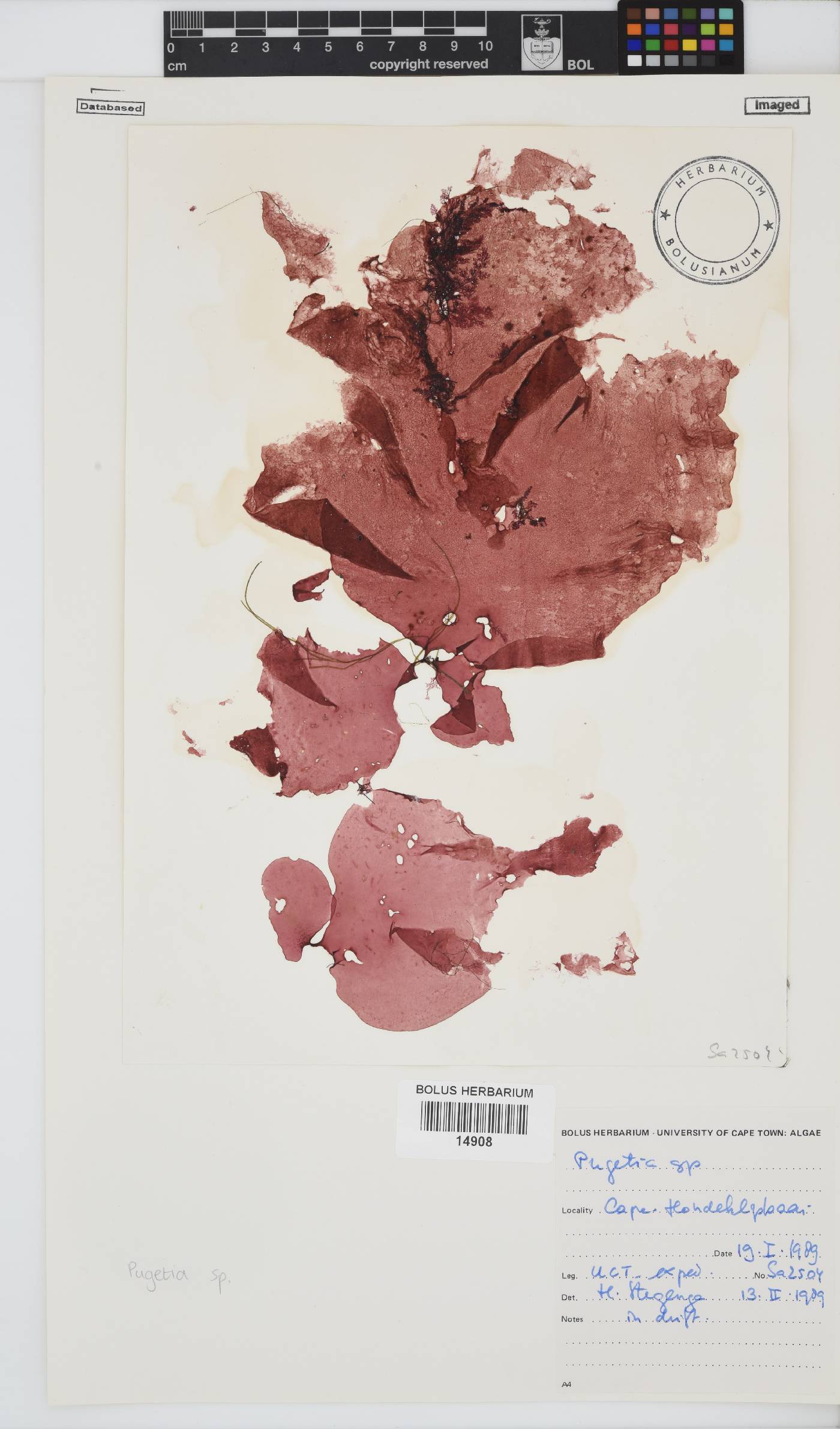 Pugetia image