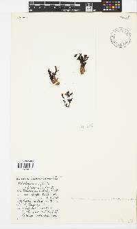 Image of Ptilothamnion codicola