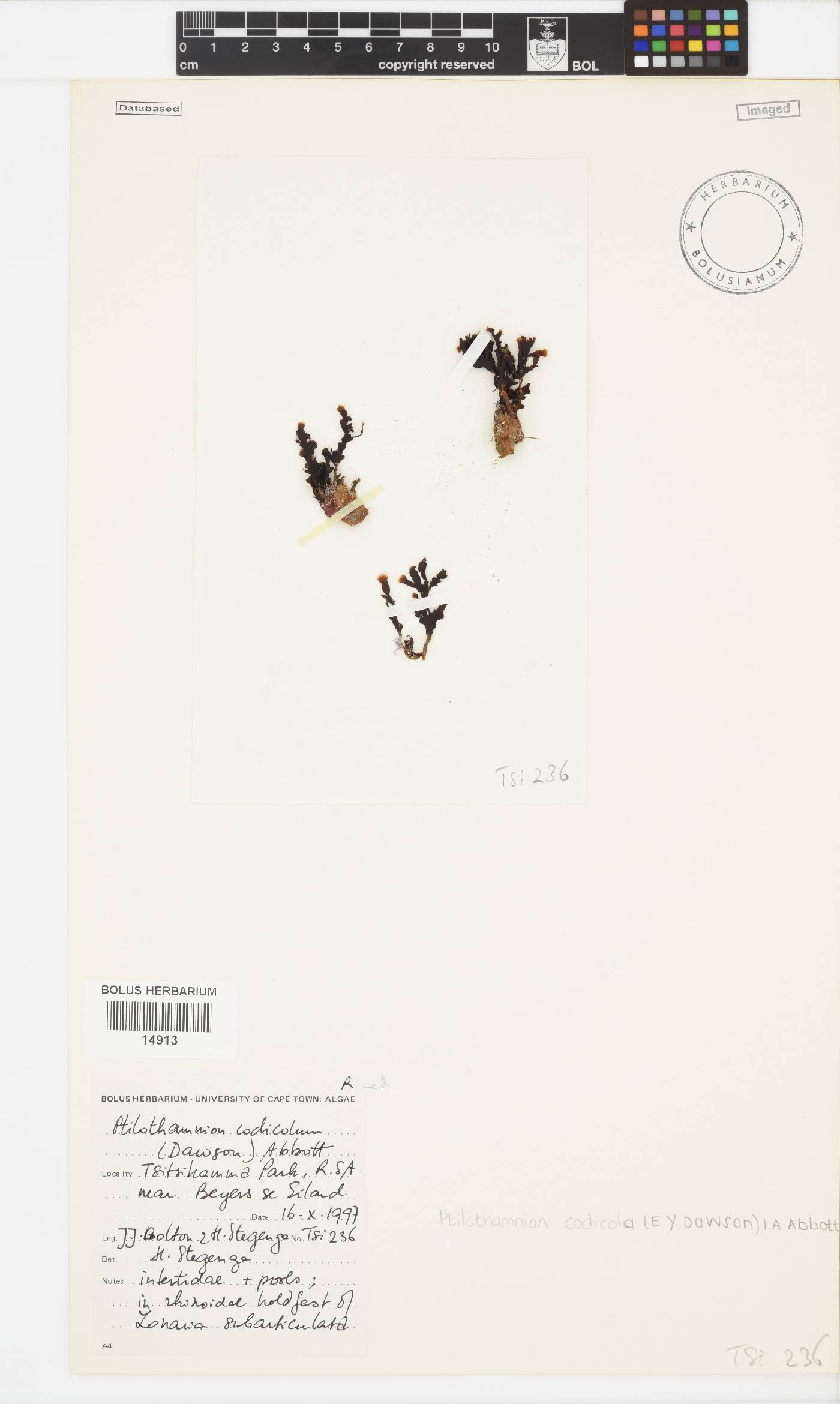 Ptilothamnion codicola image
