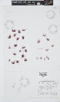 Image of Ptilothamnion polysporum
