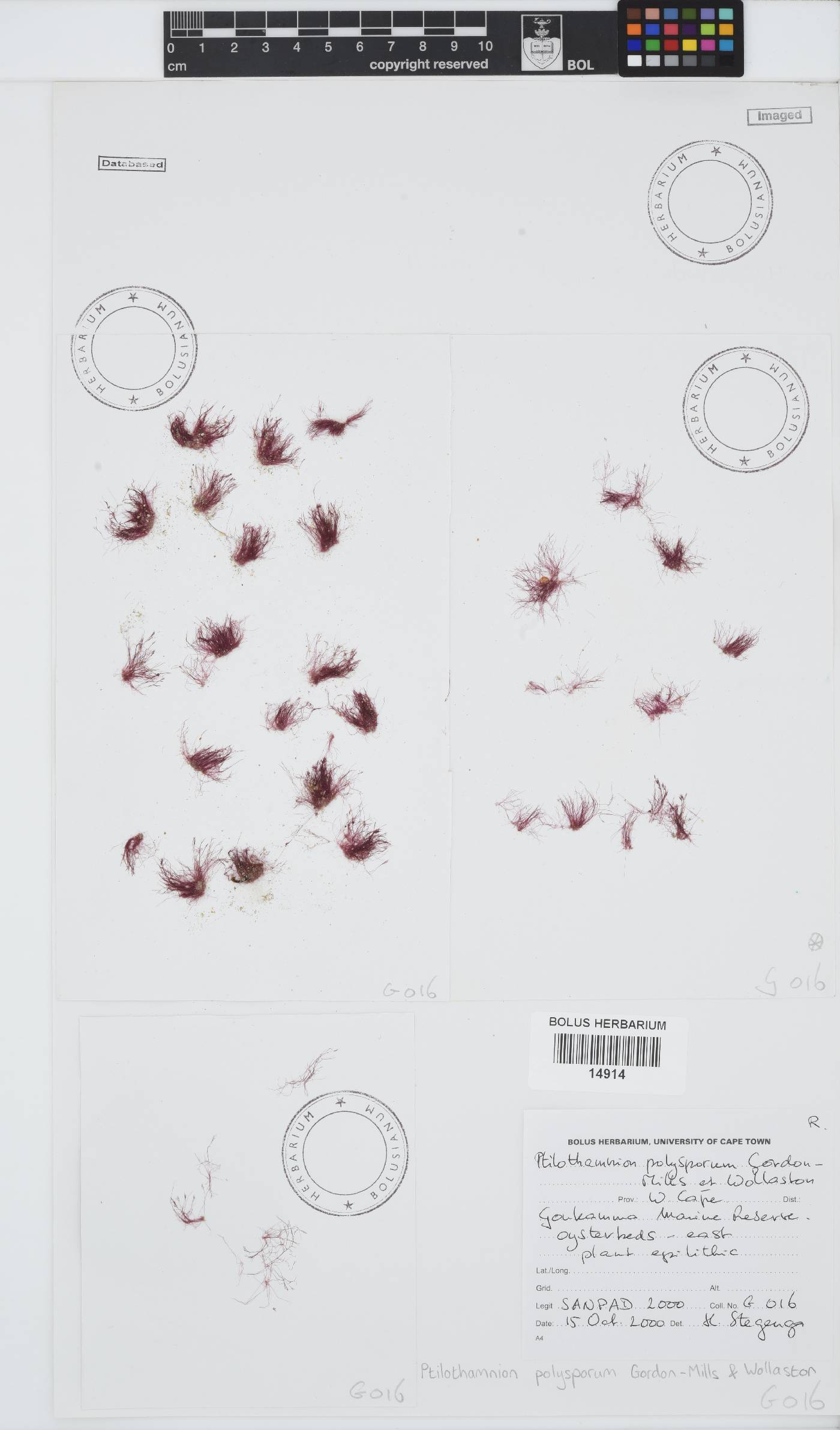 Ptilothamnion polysporum image