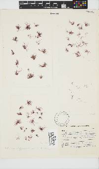 Ptilothamnion polysporum image