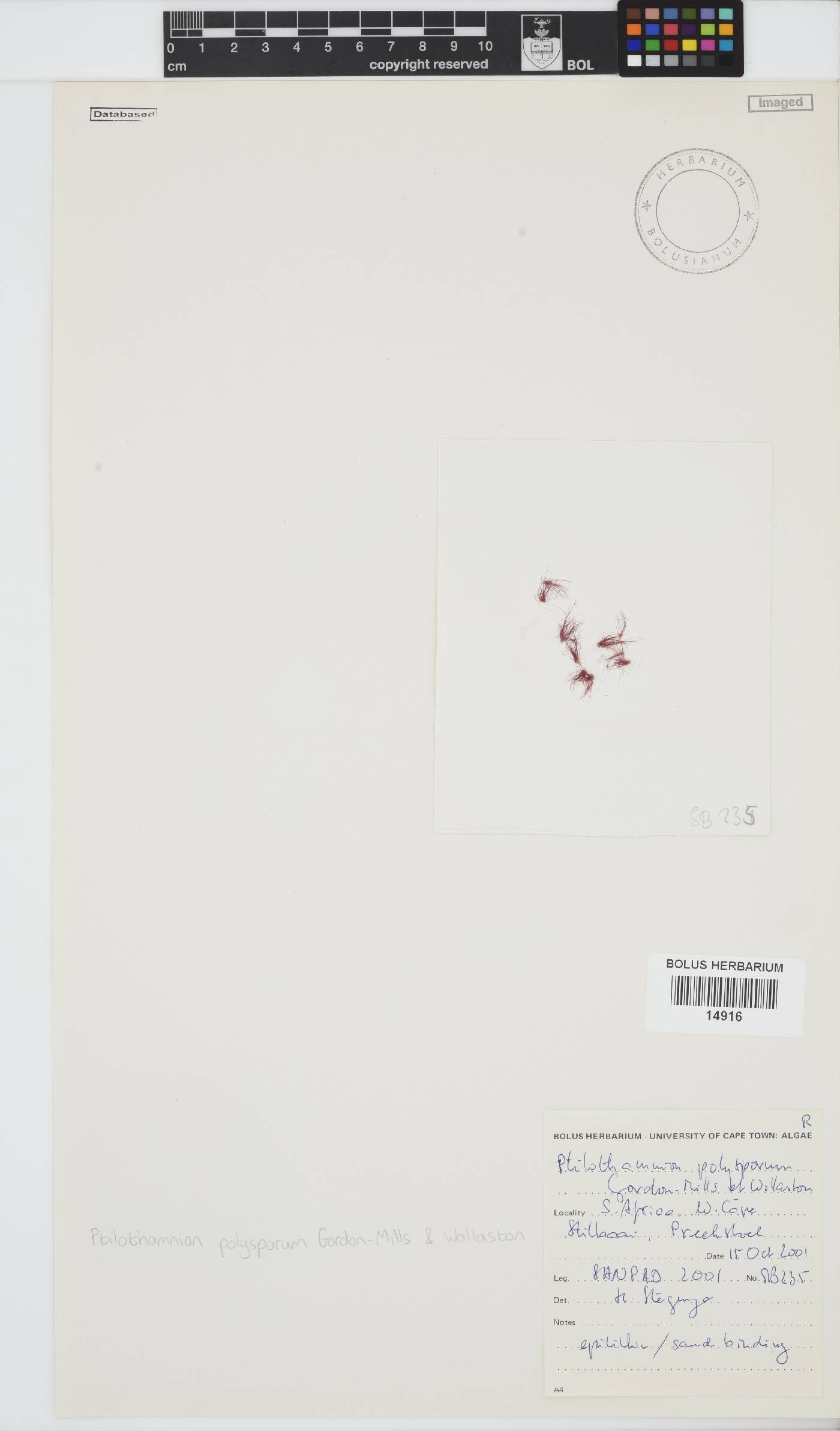Ptilothamnion polysporum image