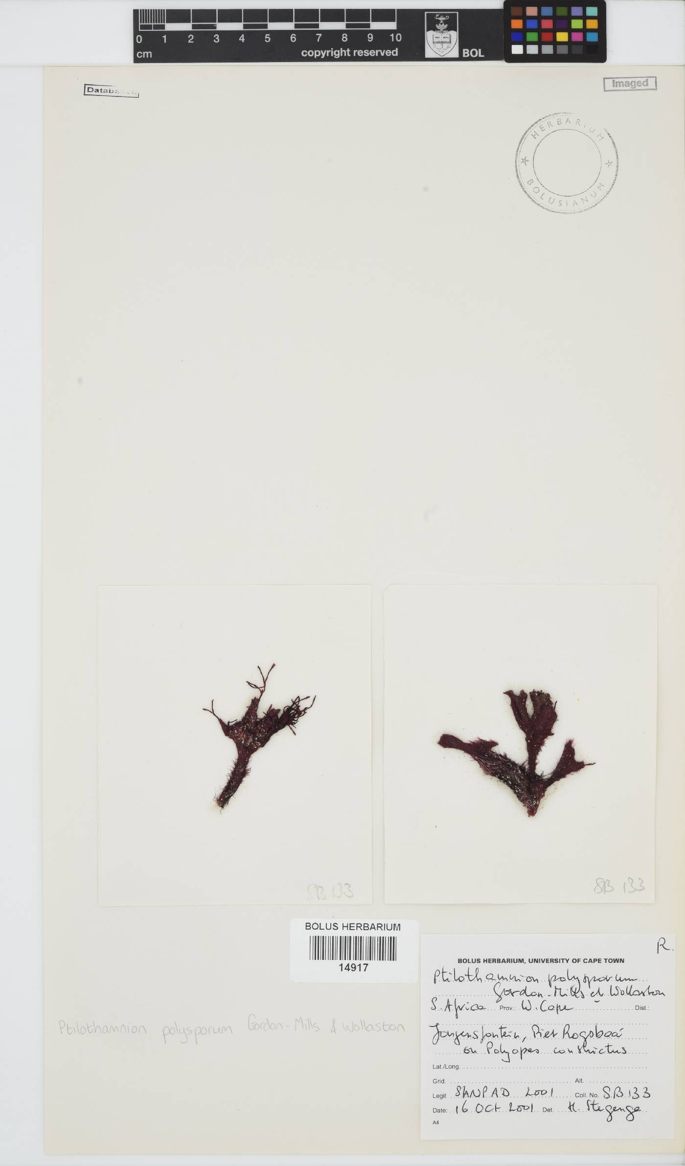 Ptilothamnion polysporum image
