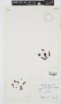 Ptilothamnion polysporum image