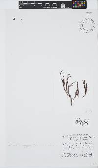 Ptilothamnion polysporum image