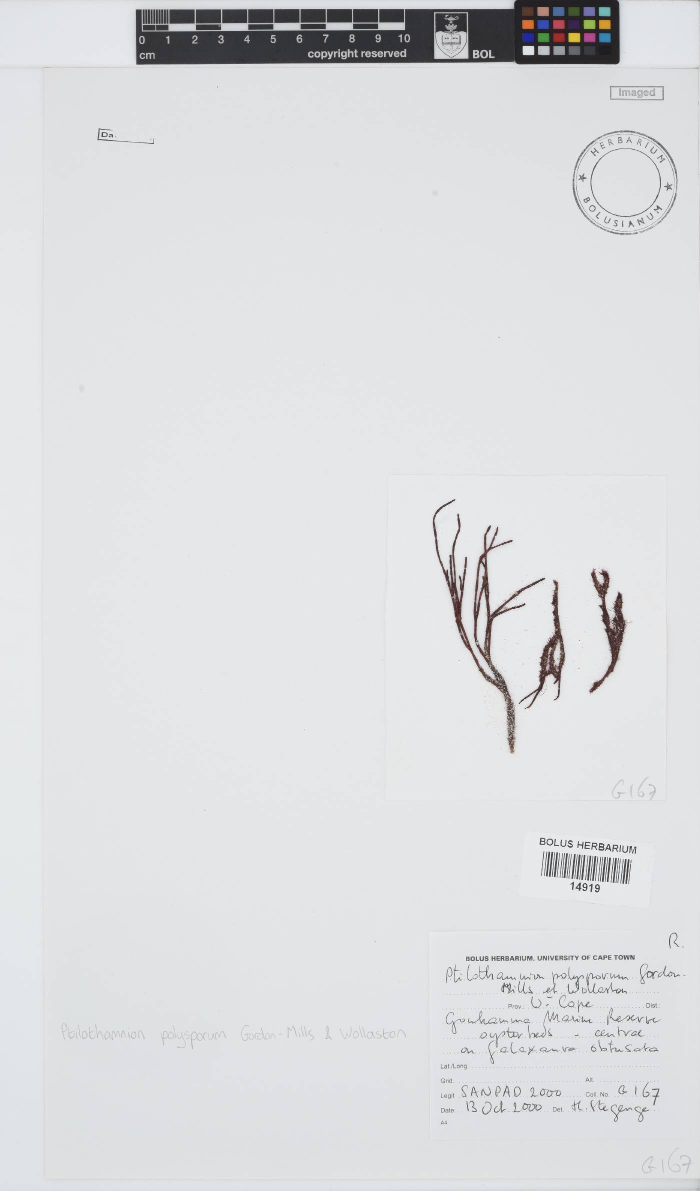 Ptilothamnion polysporum image