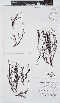 Ptilothamnion polysporum image