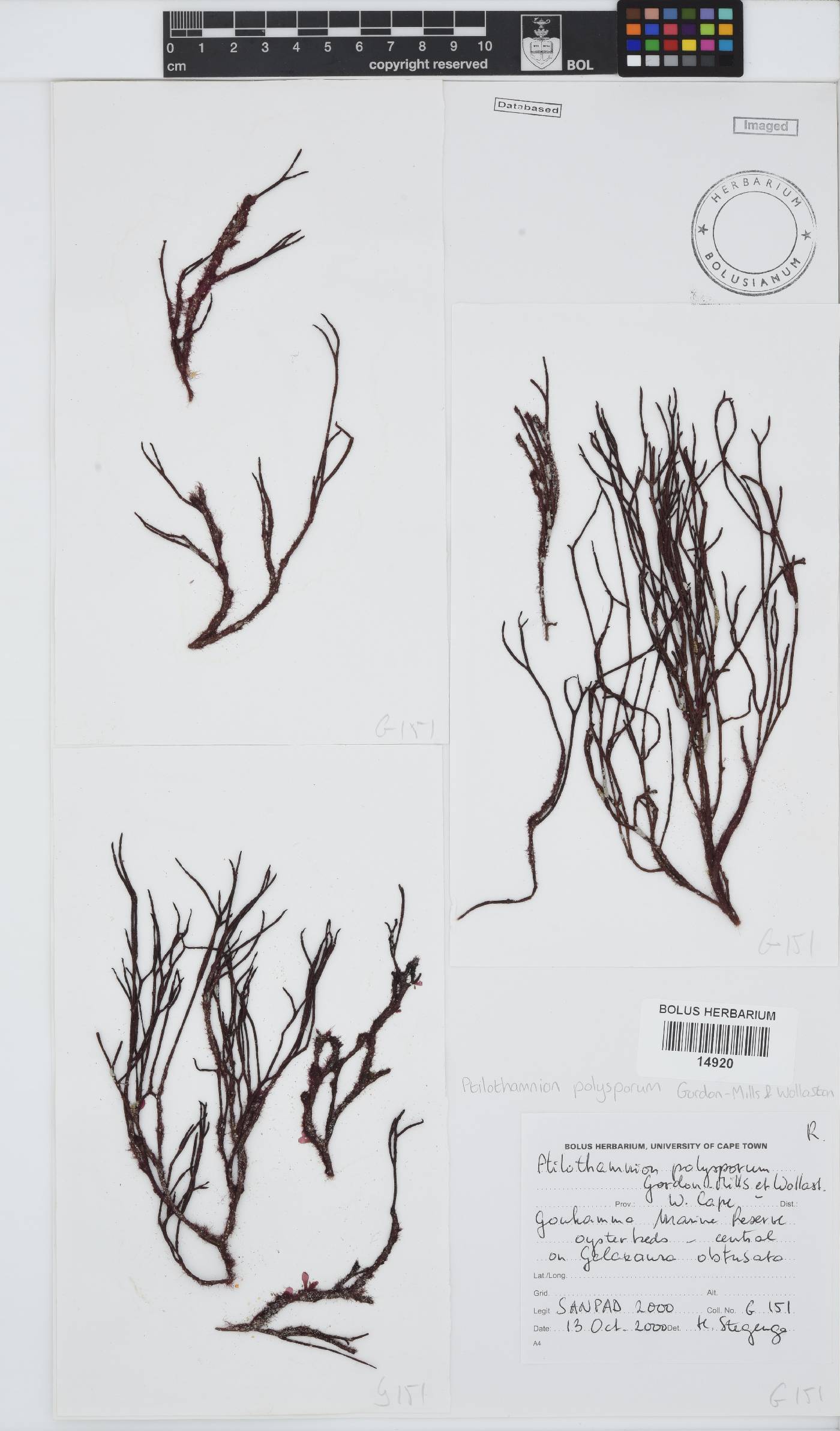 Ptilothamnion polysporum image