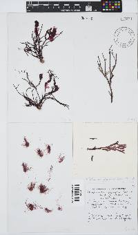 Ptilothamnion polysporum image