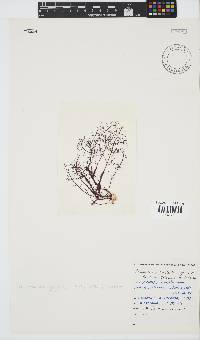 Ptilothamnion polysporum image