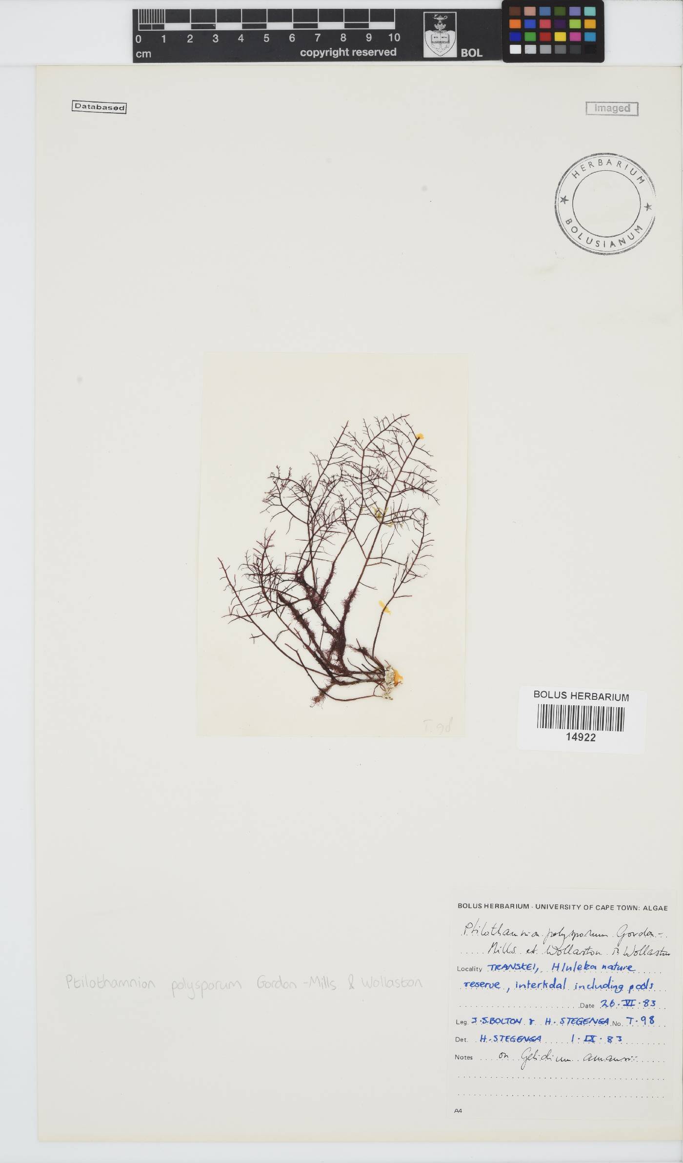Ptilothamnion polysporum image