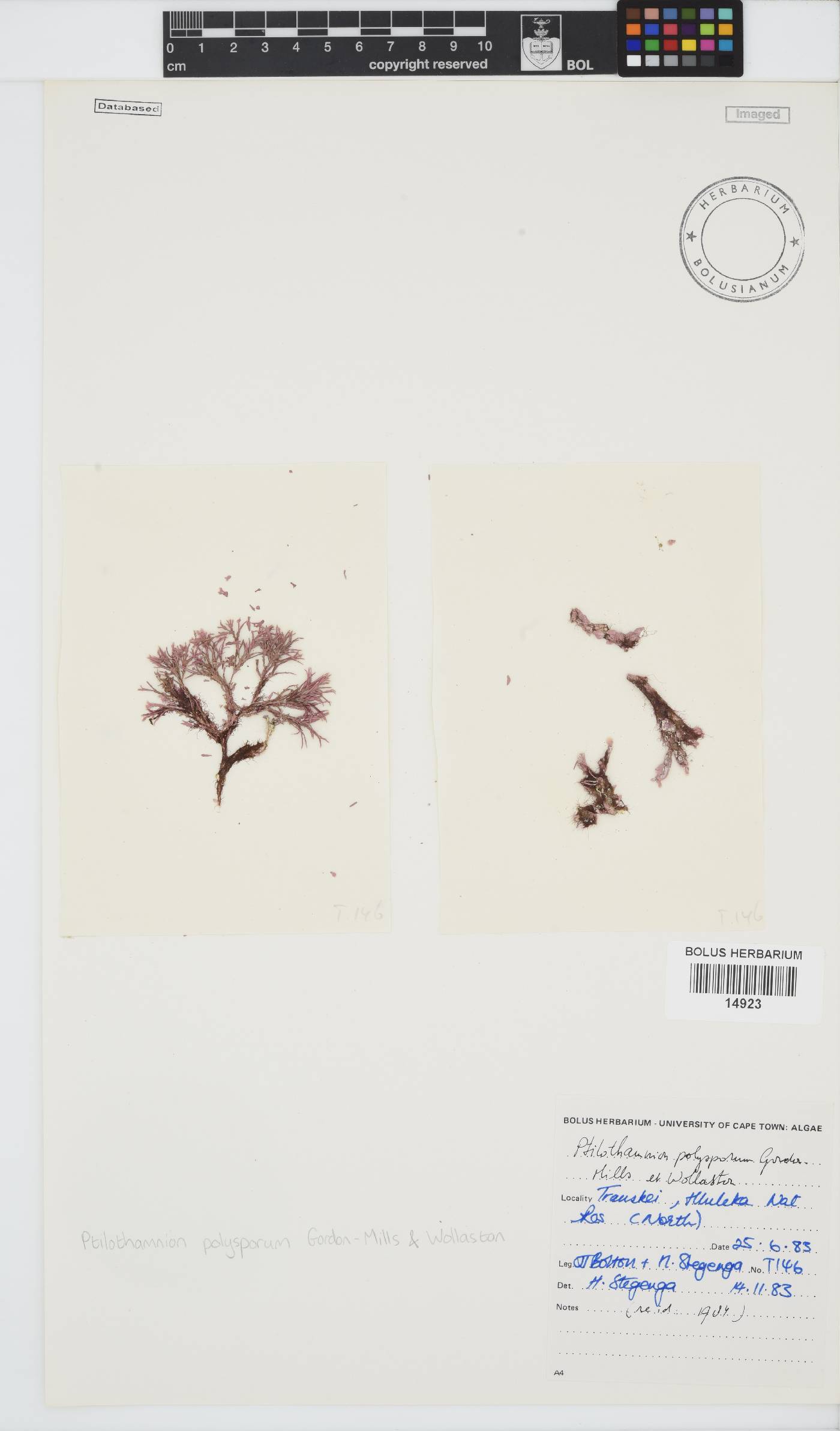 Ptilothamnion polysporum image