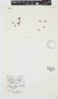 Ptilothamnion polysporum image