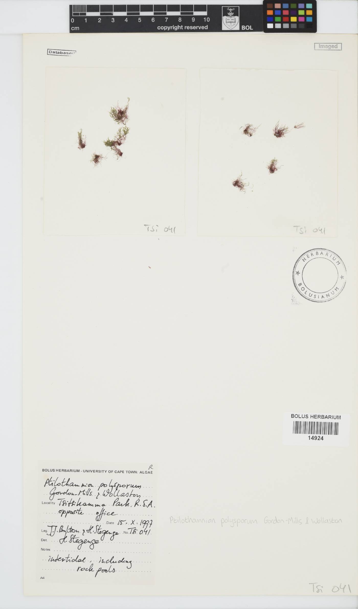 Ptilothamnion polysporum image
