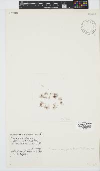 Ptilothamnion polysporum image