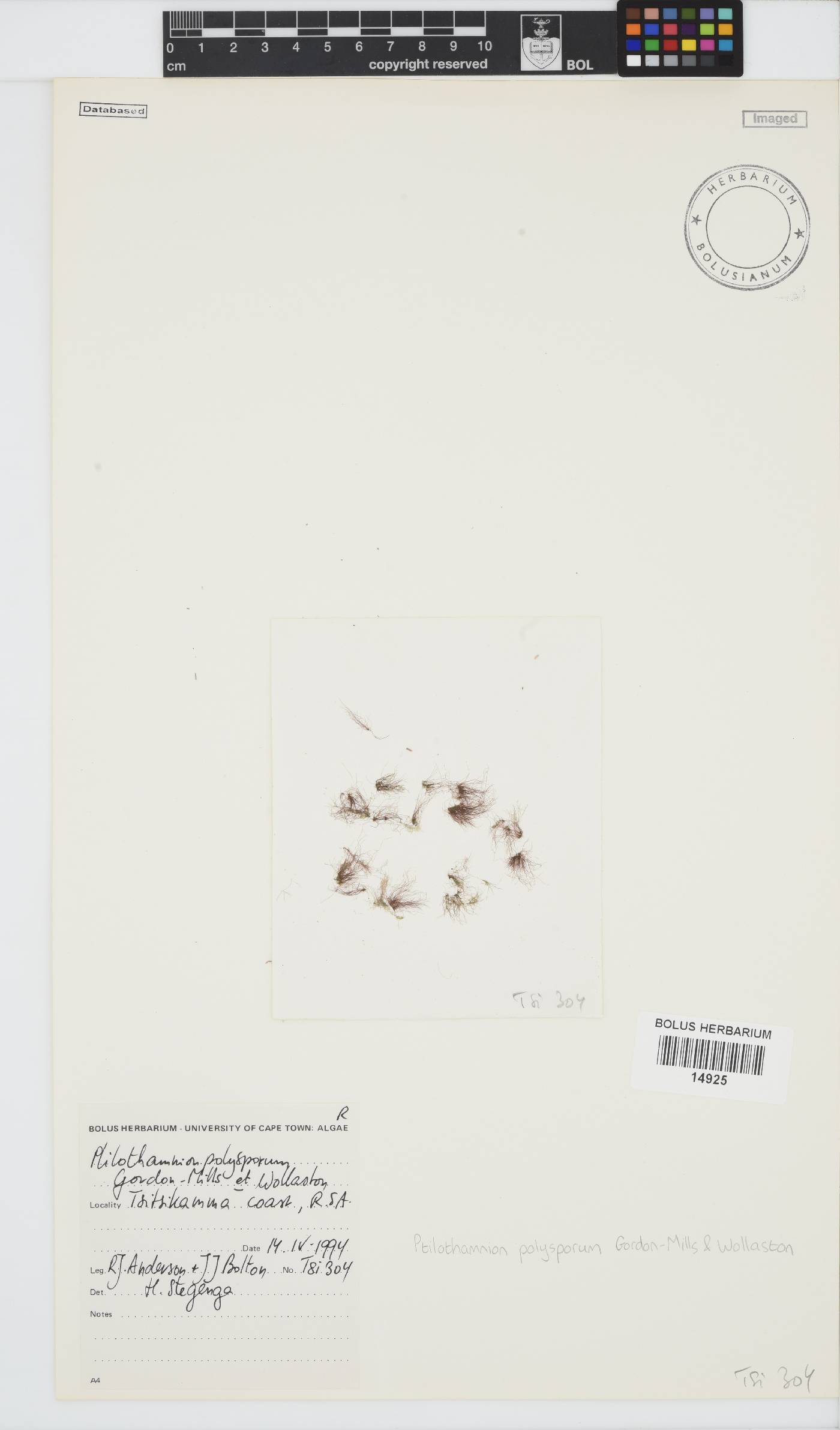 Ptilothamnion polysporum image