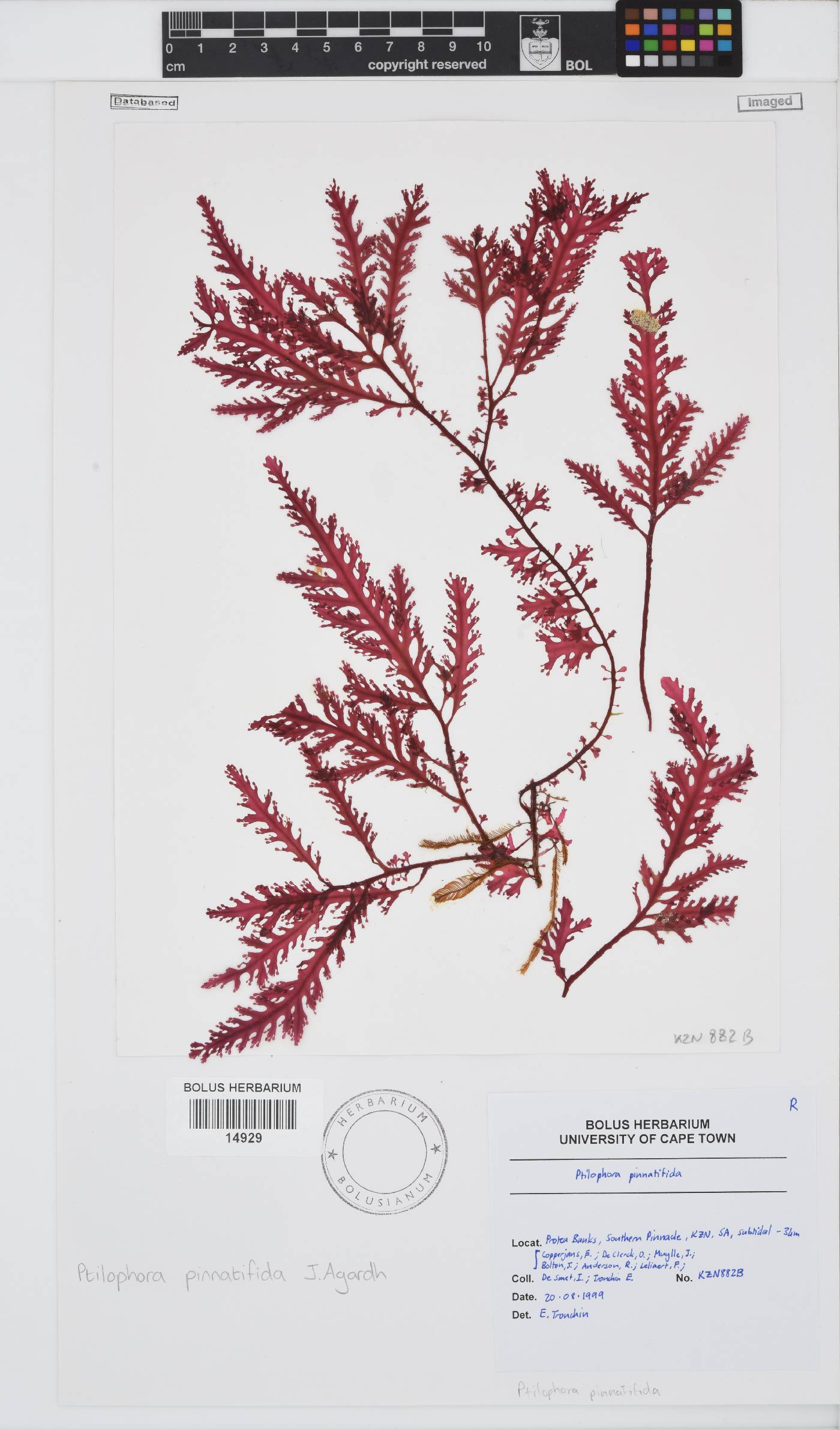 Ptilophora pinnatifida image
