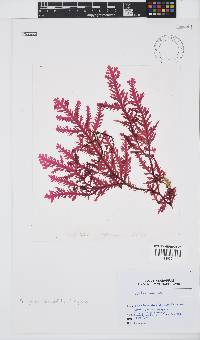 Ptilophora pinnatifida image