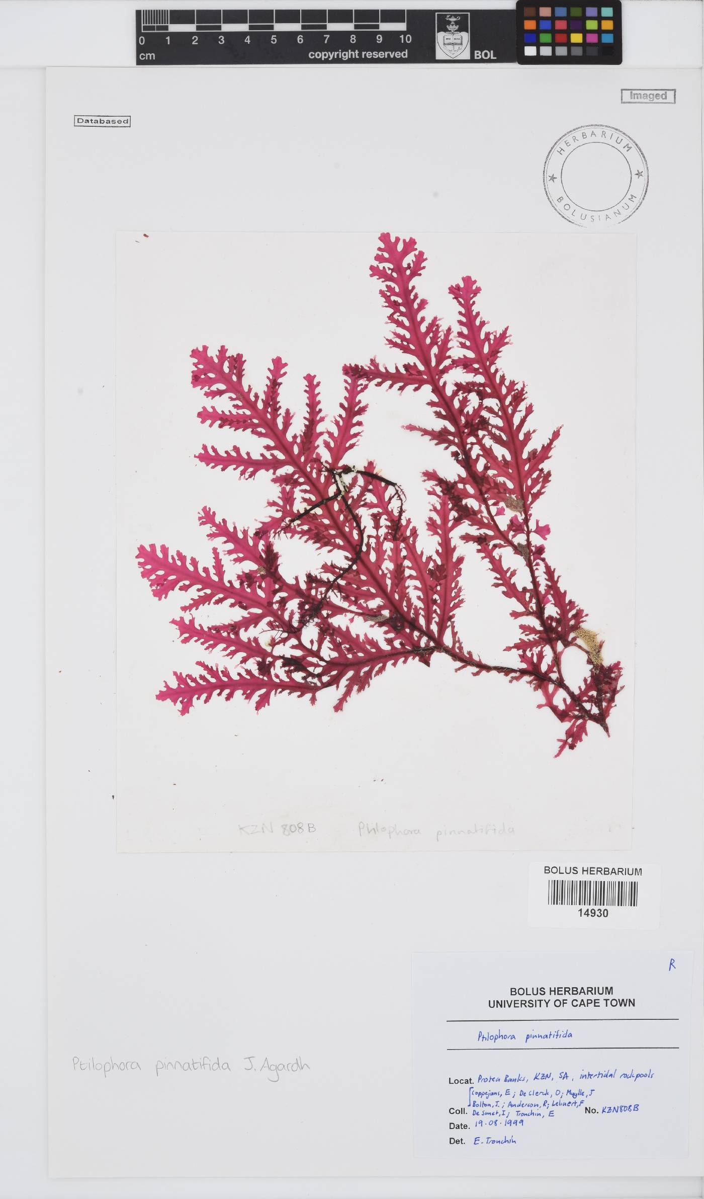 Ptilophora pinnatifida image