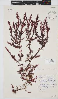 Ptilophora pinnatifida image